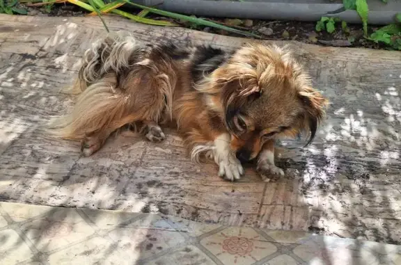 Найдена собака, Нарышкино, фото: Собака найдена в СНТ Орлик, участок 83