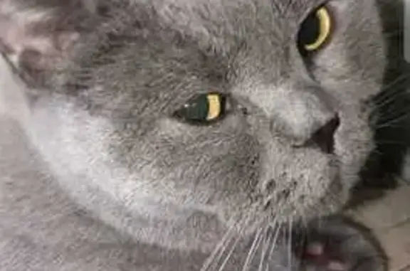 Кошки потеряшки, Лесосибирск, фото: Потеряшка кошка, Лесосибирск, ул. Серый 16