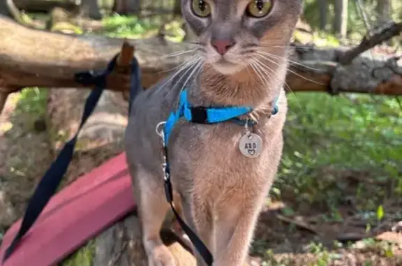 Кошки потеряшки, Сосново (приозерский Район), фото: Потеряшка кошка, Береговая 58, Сосново