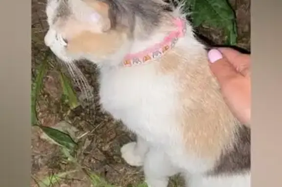 Кошки потеряшки, Кемерово, фото: Потеряшка кошка, ул. Дзержинского, 12