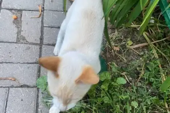 Кошка найдена: Голубева 4, Н. Новгород