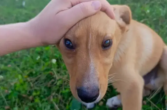 Найдена собака, Лубяной, фото: Щенок найден у остановки Лосиный-Зелёный Дол
