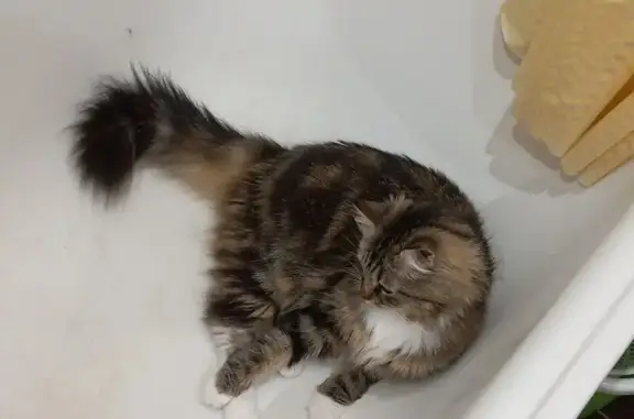 Кошки потеряшки, Боровичи, фото: Потеряшка кошка, Пушкинская 17, Боровичи