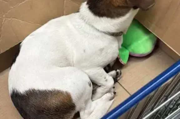 Джек Рассел найден у обл. Суда, Екб