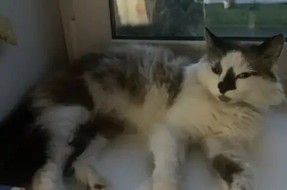 Найдена кошка, Новокузнецк, фото: Кошка найдена: ул. Разведчиков, 48