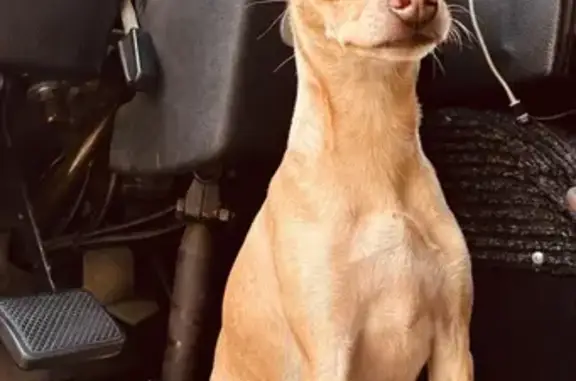 Найдена собака, , фото: Найдена собака у трассы М4, Павловск