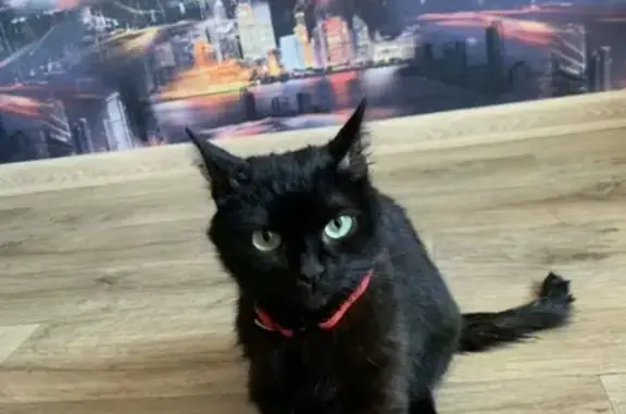 Найдена кошка, Челябинская область, фото: Кошка найдена: Златоуст, Челябинская обл.