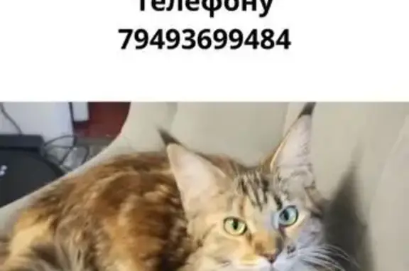 Пропала кошка, ул. 50 лет СССР, Макеевка