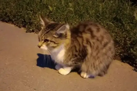 Найдена кошка, ул. Куйбышева, 1, Омск