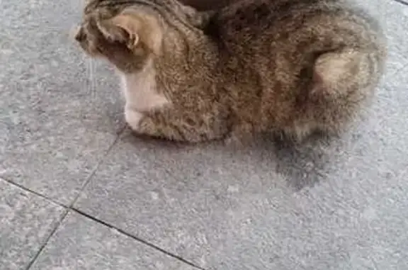 Найдена кошка, 3 Лестница, Княжево