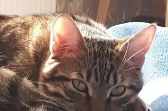 Пропала кошка, 13, Мартемьяново