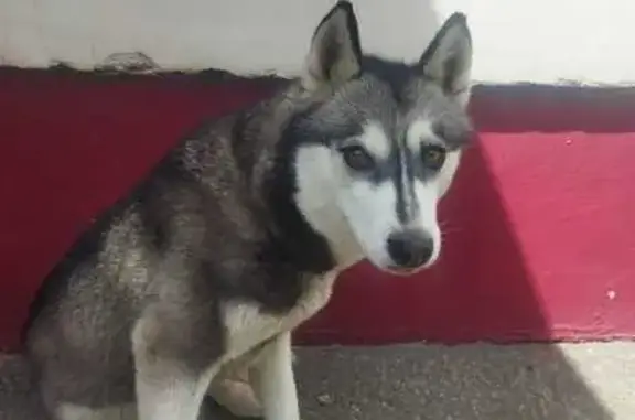 Собака найдена: Лесной пер., Нарышкино