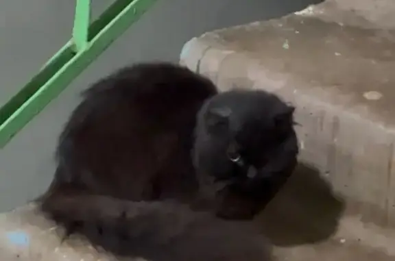 Котёнок найден в подъезде на бульваре Неделина