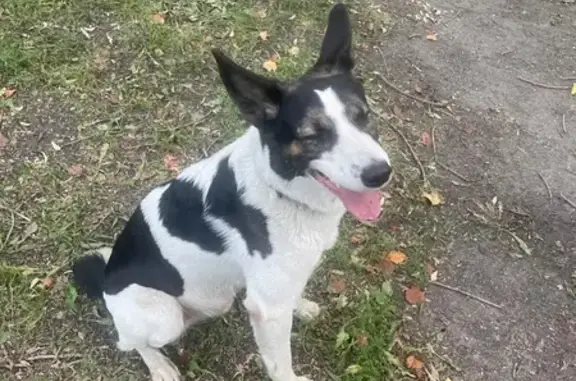 Ласковая собака найдена: Шенкурская, 11