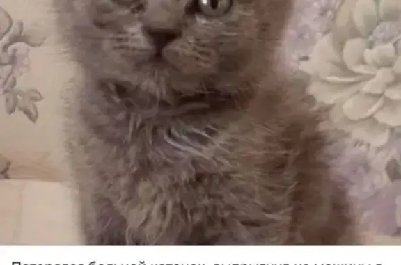 Кошки потеряшки, Челябинск, фото: Потеряшка больной котёнок, ул. Тухачевского, 3