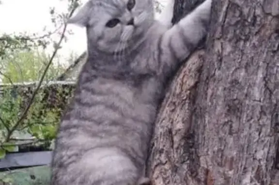 Кошки потеряшки, Ульяновск, фото: Потеряшка кошка, СНТ Импульс, Ульяновск