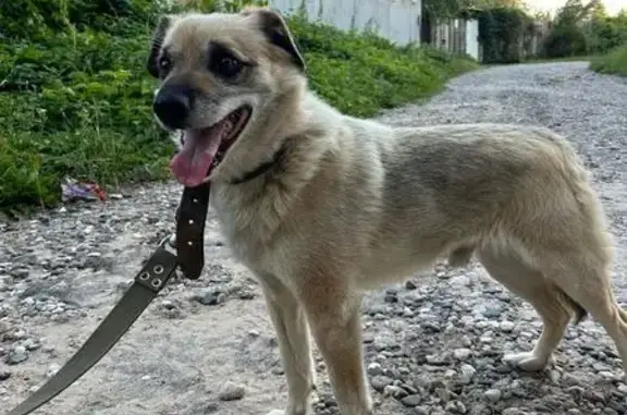 Пропала собака на Заречной улице, Богородское