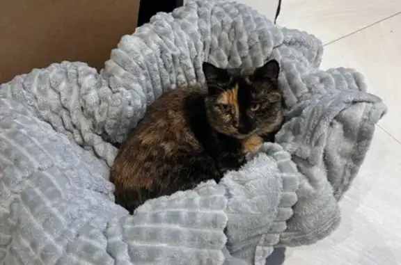 Кошка найдена: Козьмодемьянский тракт, 125