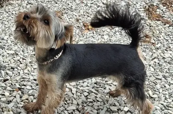 Собаки потеряшки, Архипо-Осиповка, фото: Потеряшка собака, Морская ул., Архипо-Осиповка