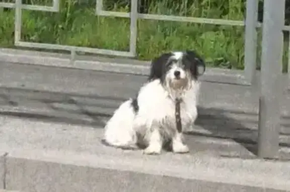 Собака найдена: Нефтяная ул., Томск