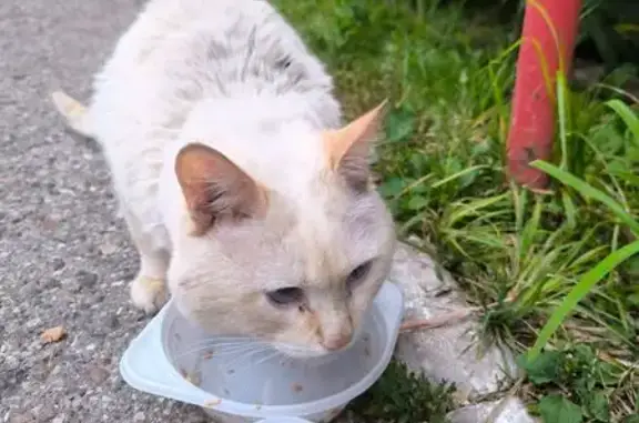 Кошка найдена: пр. М. Горького, 6, Чебоксары