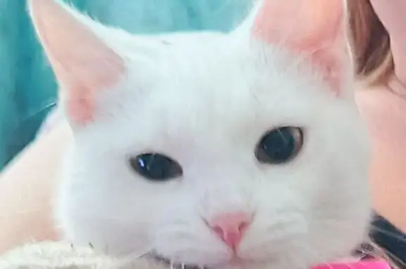 Объявления о пропавших и найденных животных, , фото: Пропала кошка, бульвар Гая, 1, Тольятти