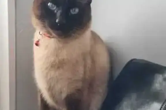 Пропала тайская кошка, пр. Солидарности 10к1