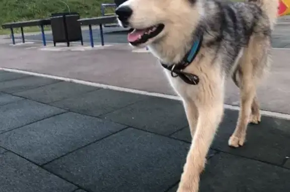 Собака найдена: Афонино, Академическая 16