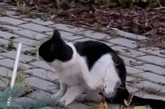 Найденные животные Петрозаводск, фото: Кошка найдена у церкви, Берёзовая аллея