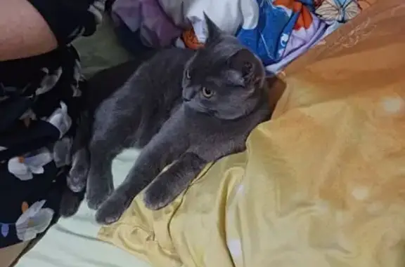 Пропала кошка, Краснодонская 12, Михайловка