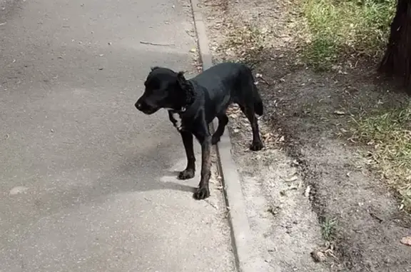 Собака найдена: Новая ул., 31, Н. Новгород