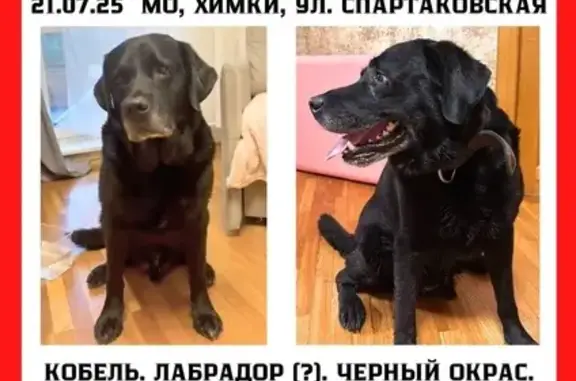 Найдена собака, Химки, фото: Собака найдена: Московская ул., 36, Химки