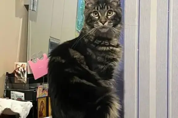 Пропала кошка, Солнечная ул., 7, Кремёнки