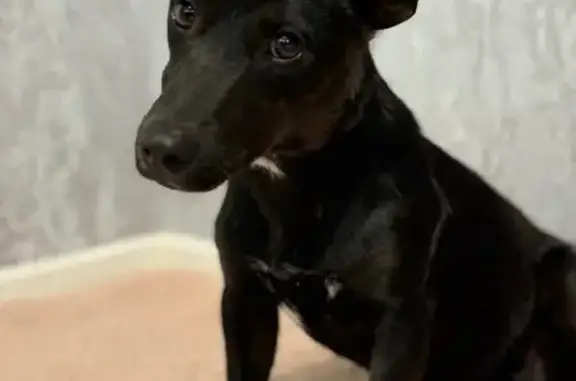 Собака найдена в Курске, Курская область