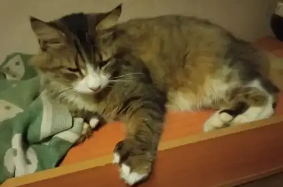 Пропала кошка, Сумино, 41К-354