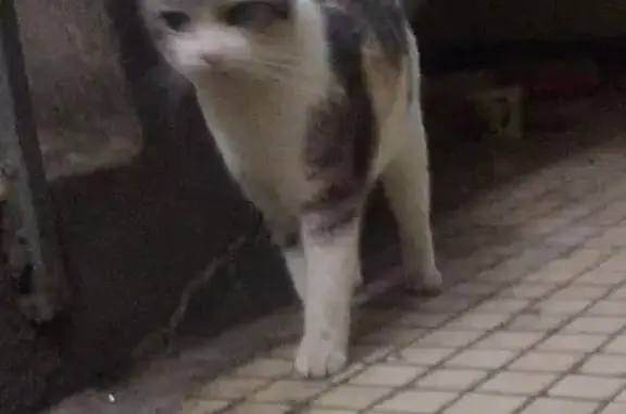 Кошка найдена: ул. Дружбы, Химки