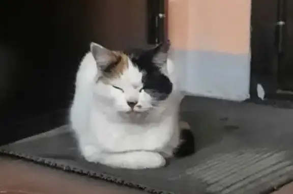 Найденные животные Петрозаводск, фото: Кошка найдена у подъезда, Ровио 5, Петрозаводск