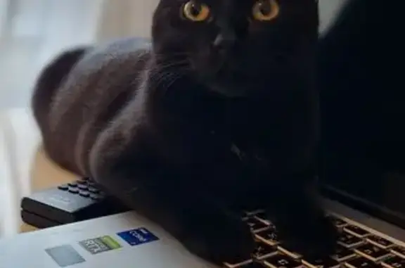 Кошки потеряшки, , фото: Потеряшка чёрная кошка, Турбинная 19