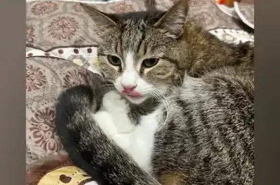 Кошки потеряшки, Чусовой, фото: Потеряшка кошка, ул. Шляпина, Чусовой