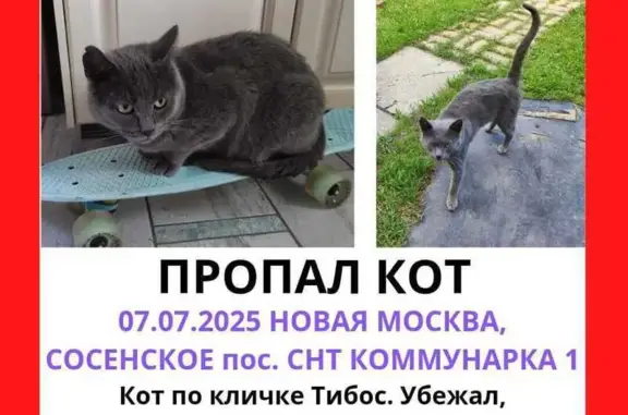 Пропала кошка, Коммунарка, 78 с1