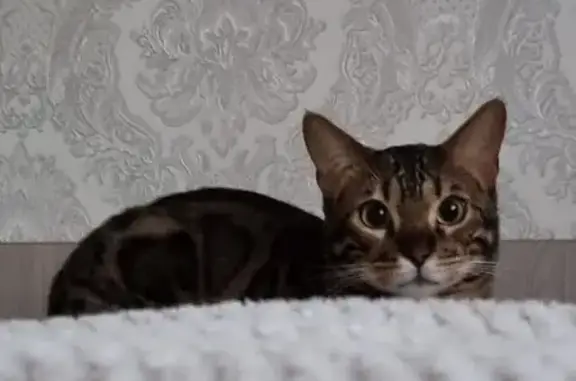 Объявления о пропавших и найденных животных, Нижний Джалган, фото: Пропала кошка, ул. Горького, 41, Н. Джалган