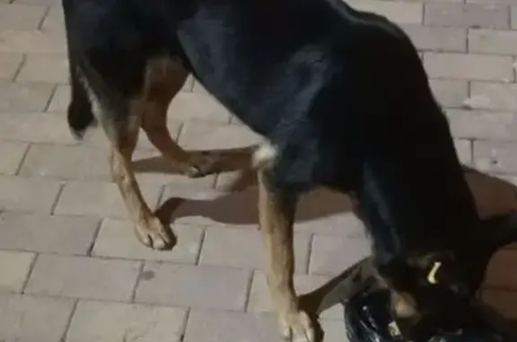 Найдена собака на Казбекской, 1, Краснодар