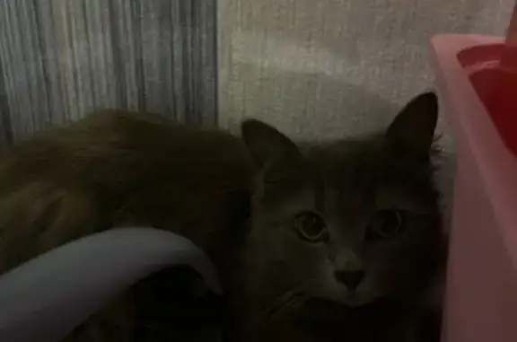 Кошка найдена у Подвойского, 13 к2