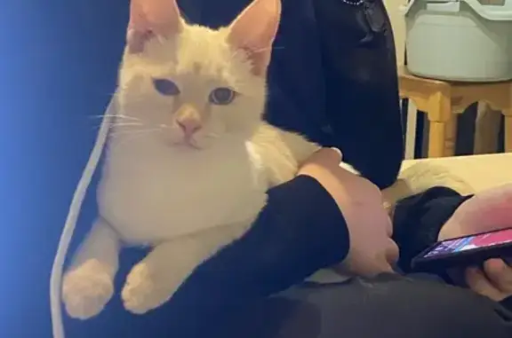 Кошки потеряшки, Вичуга, фото: Потеряшка котенок на Ленинградской 79, Вичуга