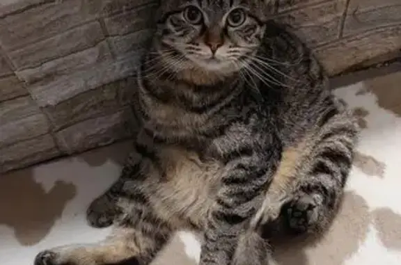 Пропала кошка, Московский проспект 30 к2