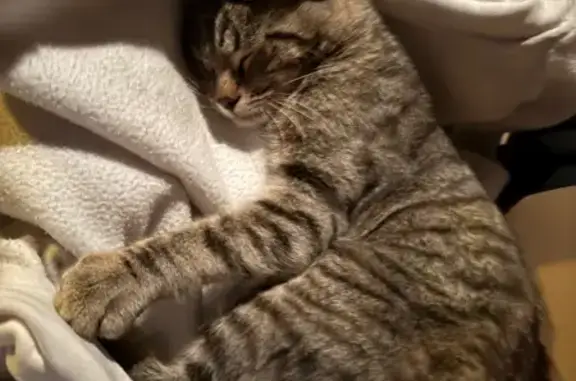 Кошка найдена у спа 