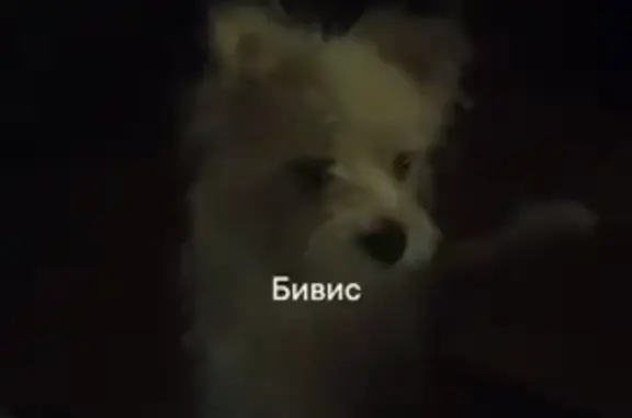 Собаки потеряшки, Воронеж, фото: Потеряшка собака, Рязанская ул. 90, Воронеж