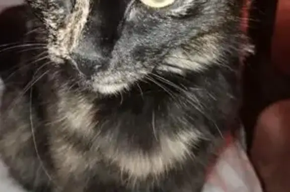 Кошки потеряшки, Челябинск, фото: Потеряшка кошка, ул. Свободы 145А, Челябинск