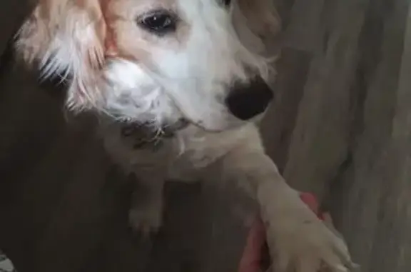 Собаки потеряшки, Самара, фото: Потеряшка собака, Партизанская 208, Самара