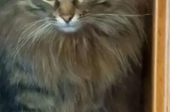 Кошки потеряшки, Шуя, фото: Потеряшка кошка на 7-й Мичуринской, 9, Шуя